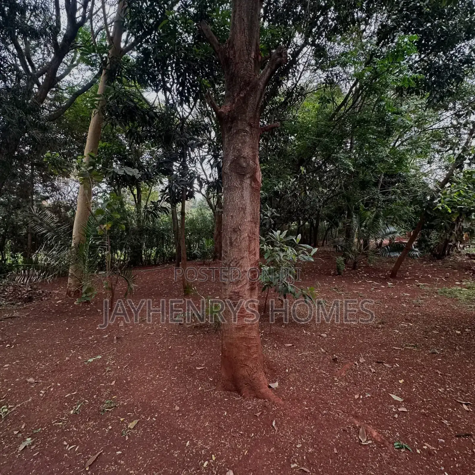 Half Acre Plot for Sale in Njathaini Road,Off Kiambu Rd at Kes 30m