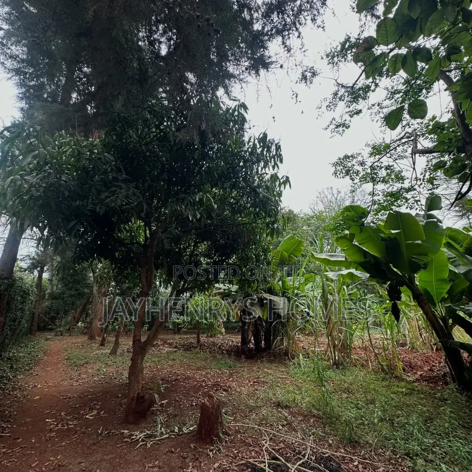 Half Acre Plot for Sale in Njathaini Road,Off Kiambu Rd at Kes 30m