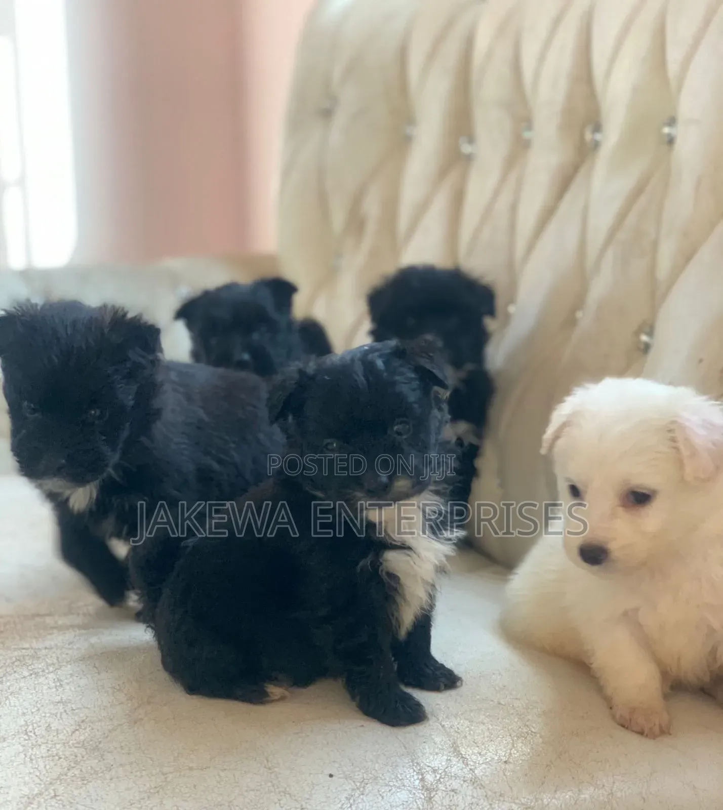 1-3 months Male Purebred Havanese