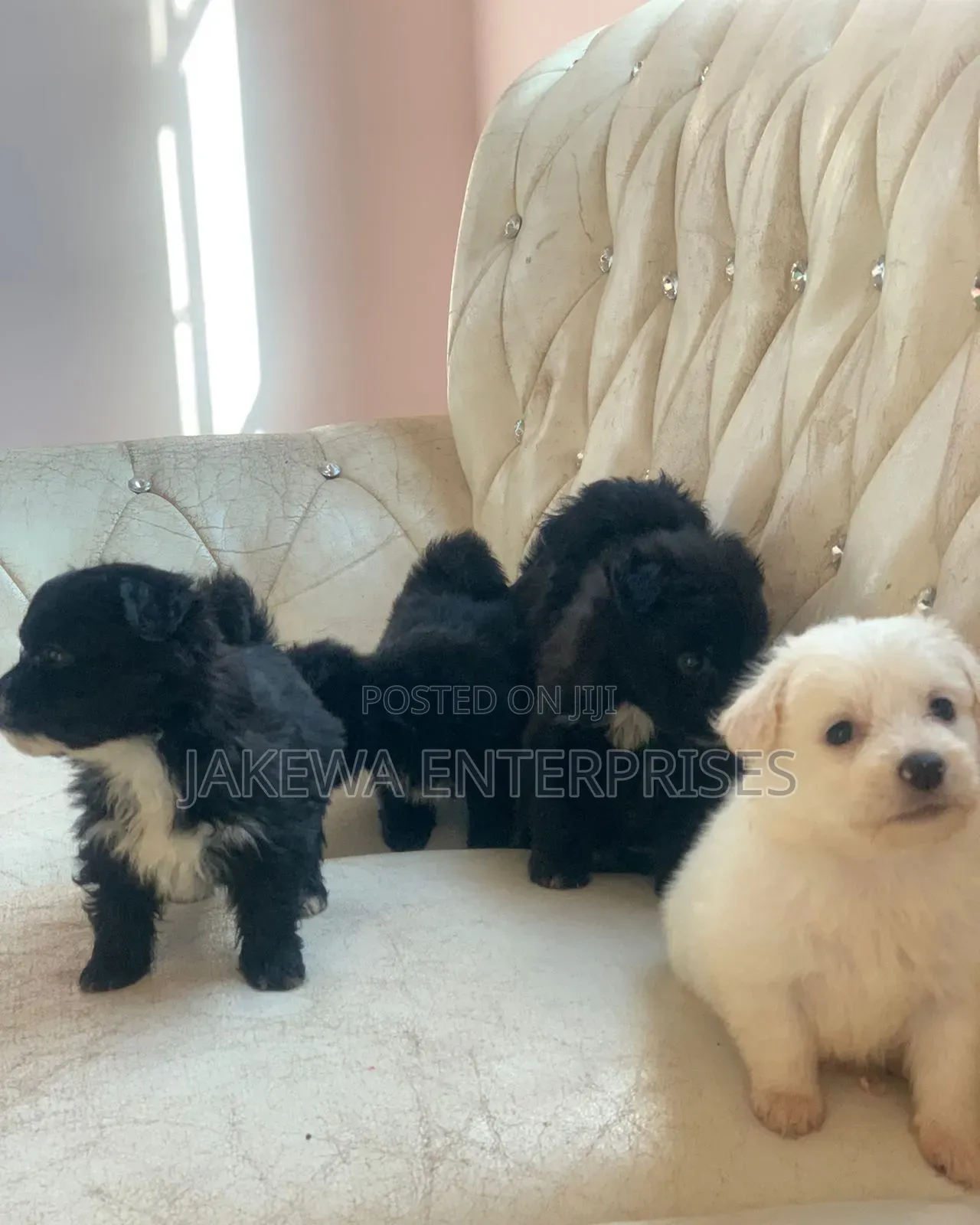 1-3 months Female Purebred Havanese