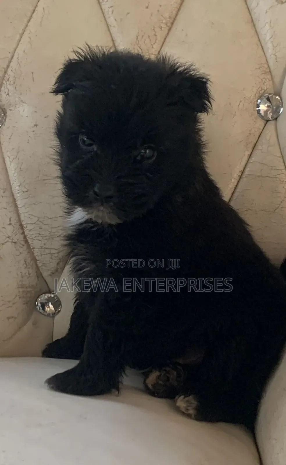 1-3 months Male Purebred Havanese
