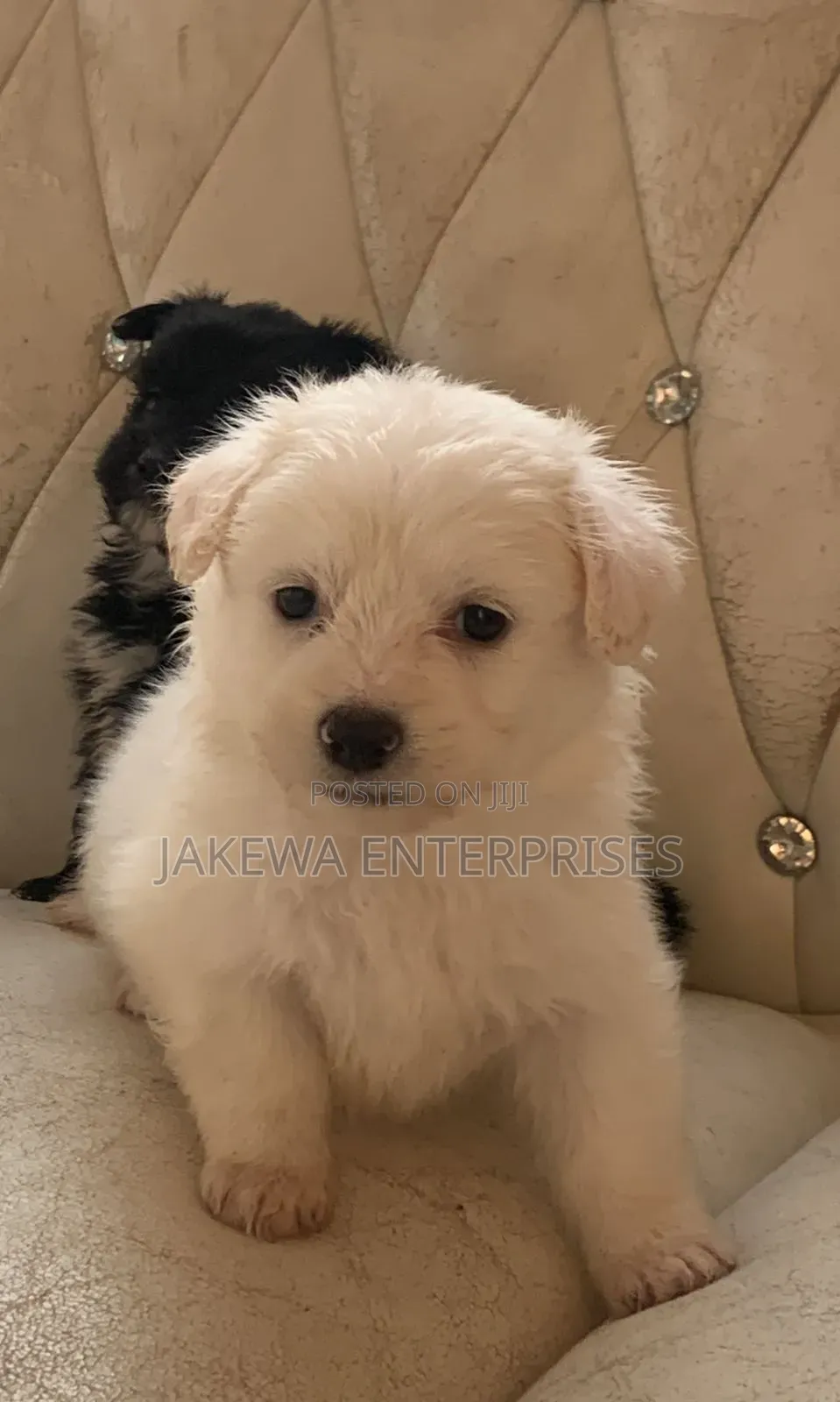 1-3 months Female Purebred Havanese