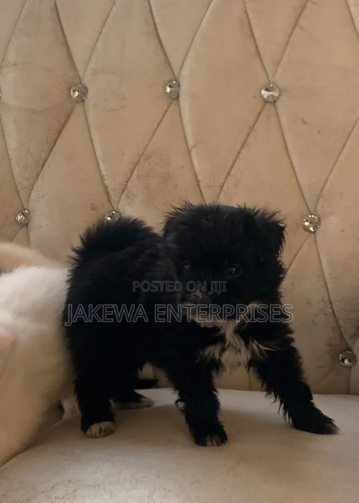 1-3 months Female Purebred Havanese