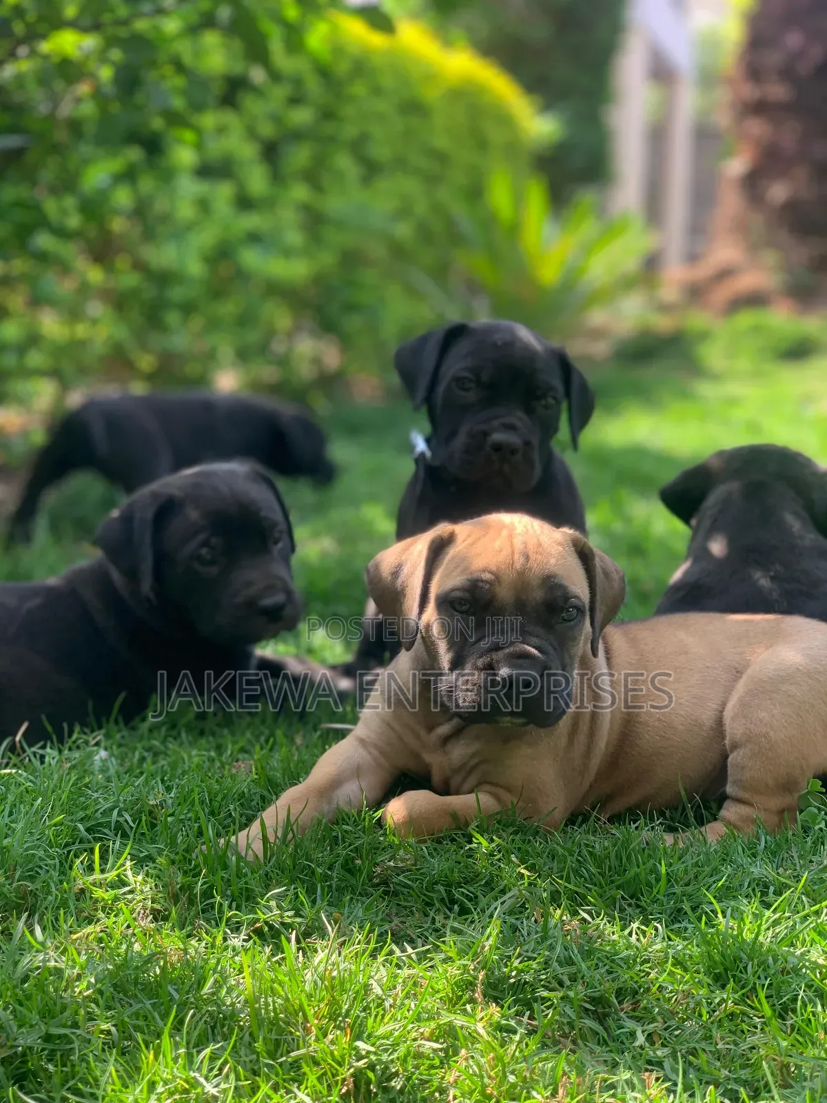 1-3 months Male Purebred Boerboel