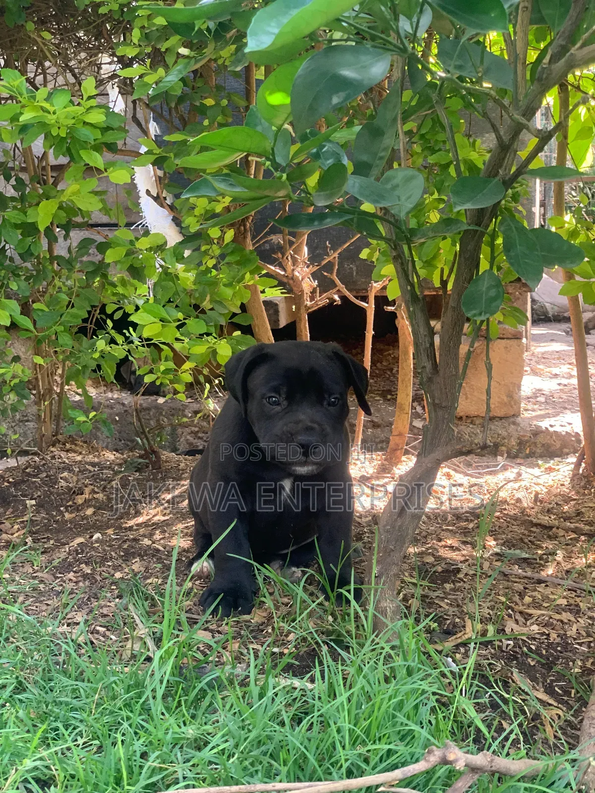 1-3 months Male Purebred Boerboel