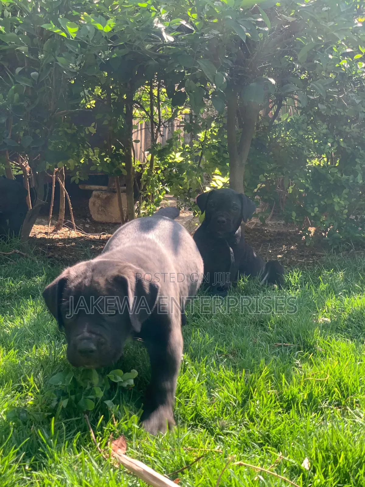 1-3 months Male Purebred Boerboel