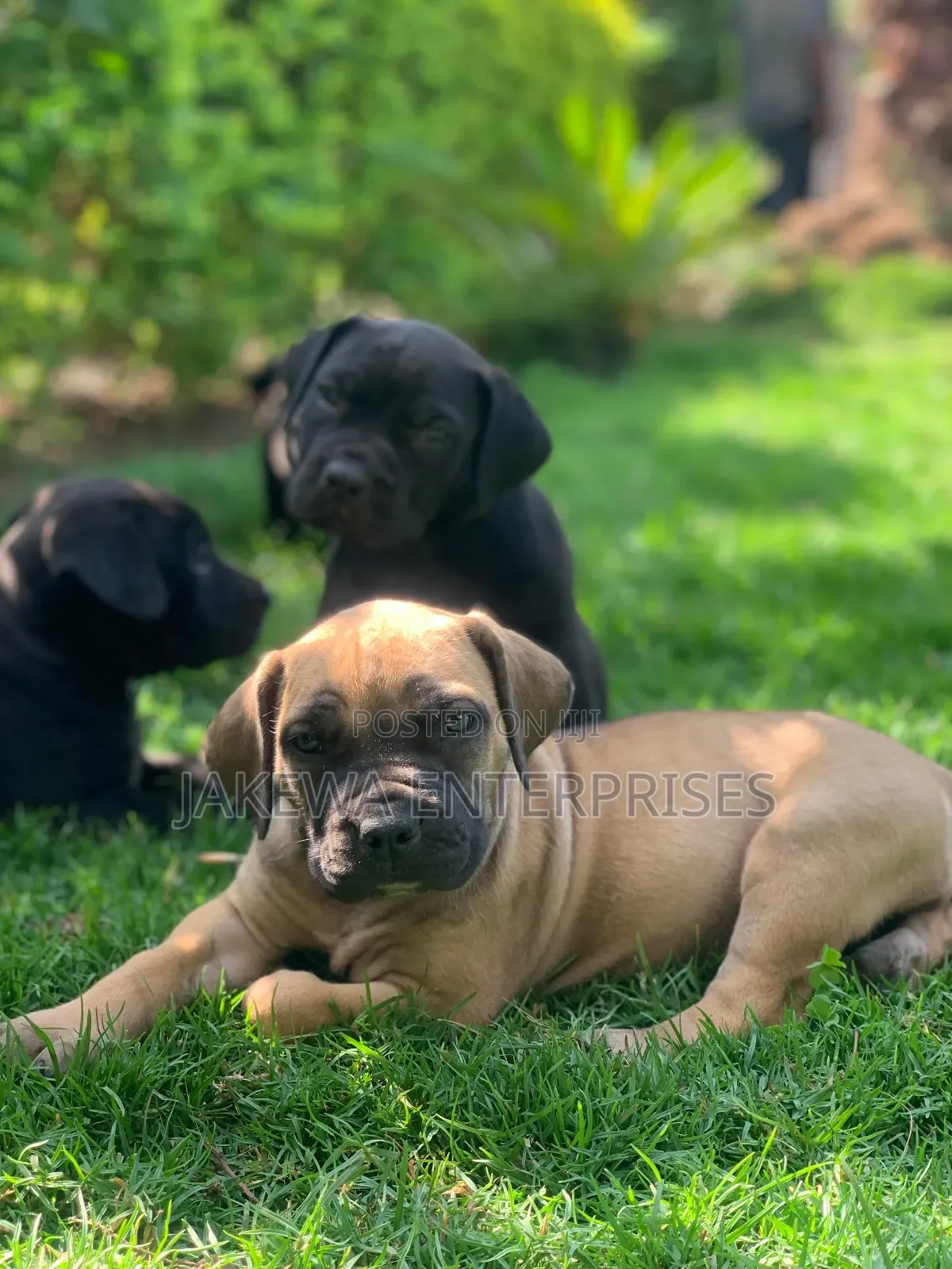 1-3 months Female Purebred Boerboel