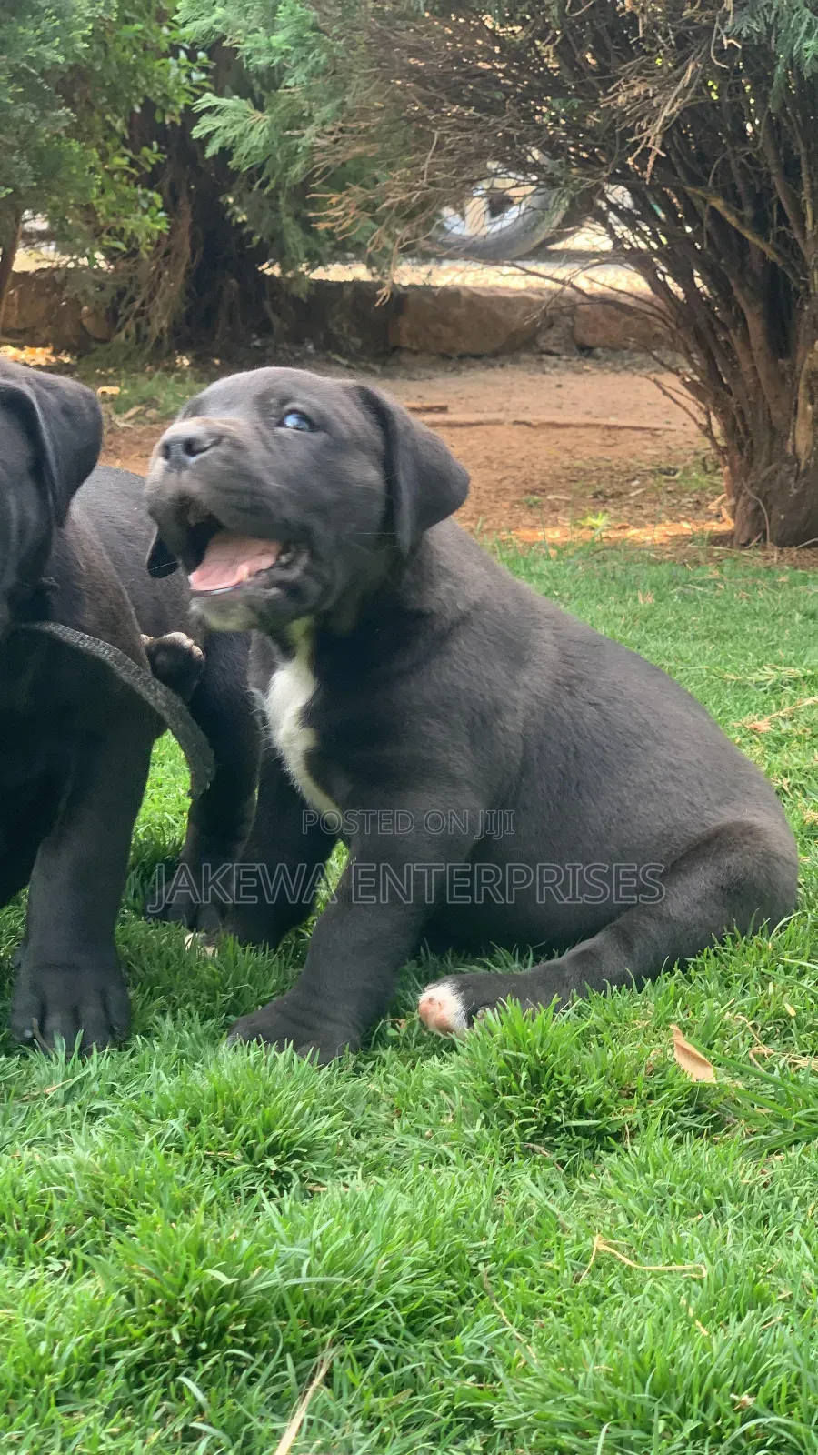 1-3 months Male Purebred Boerboel