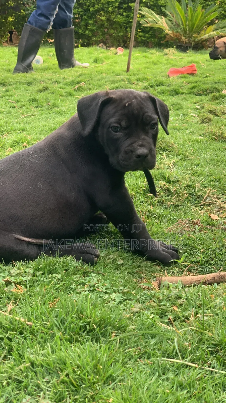 1-3 months Male Purebred Boerboel