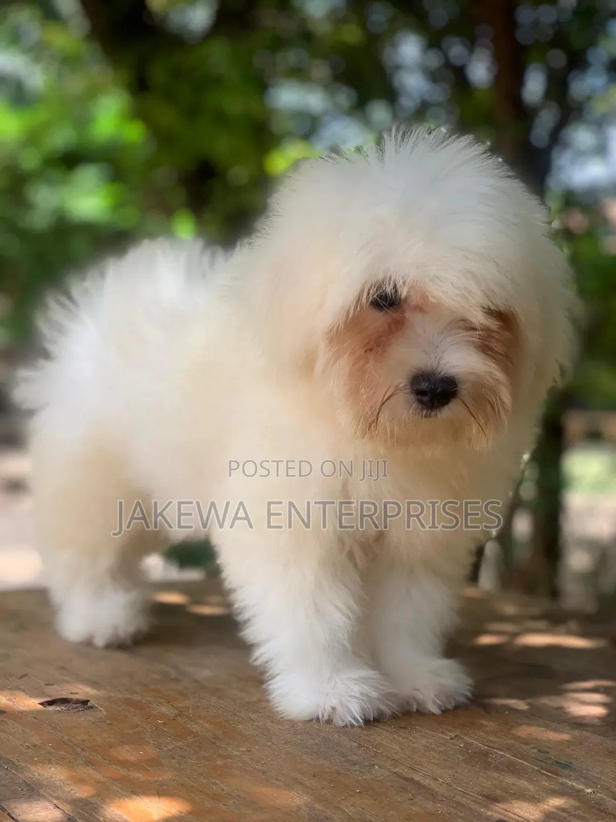 1-3 months Female Purebred Havanese