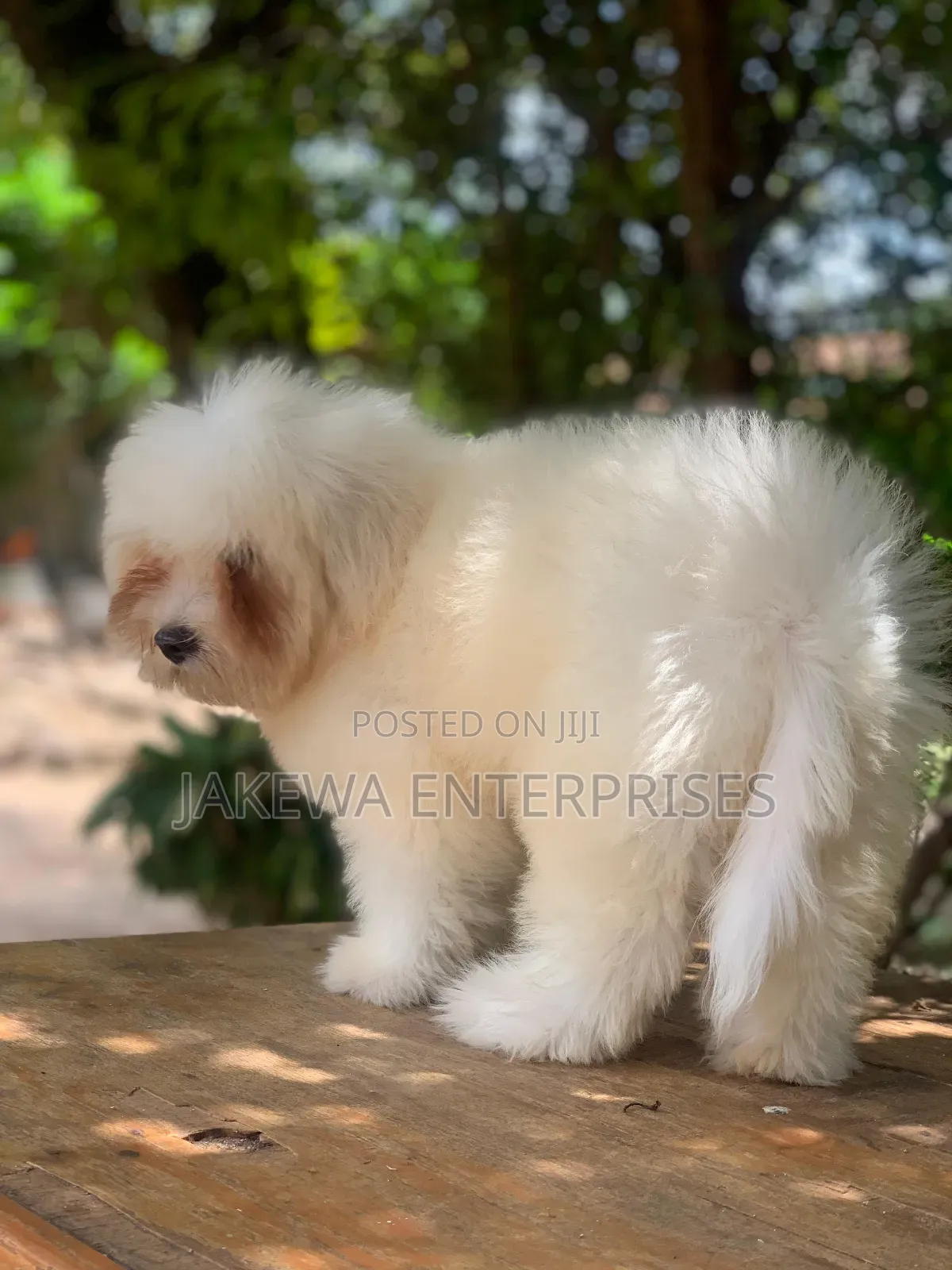 1-3 months Female Purebred Havanese