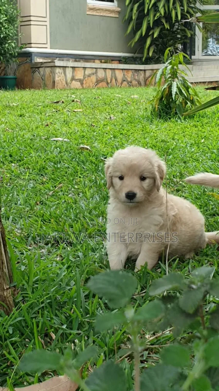 1-3 months Male Purebred Golden Retriever