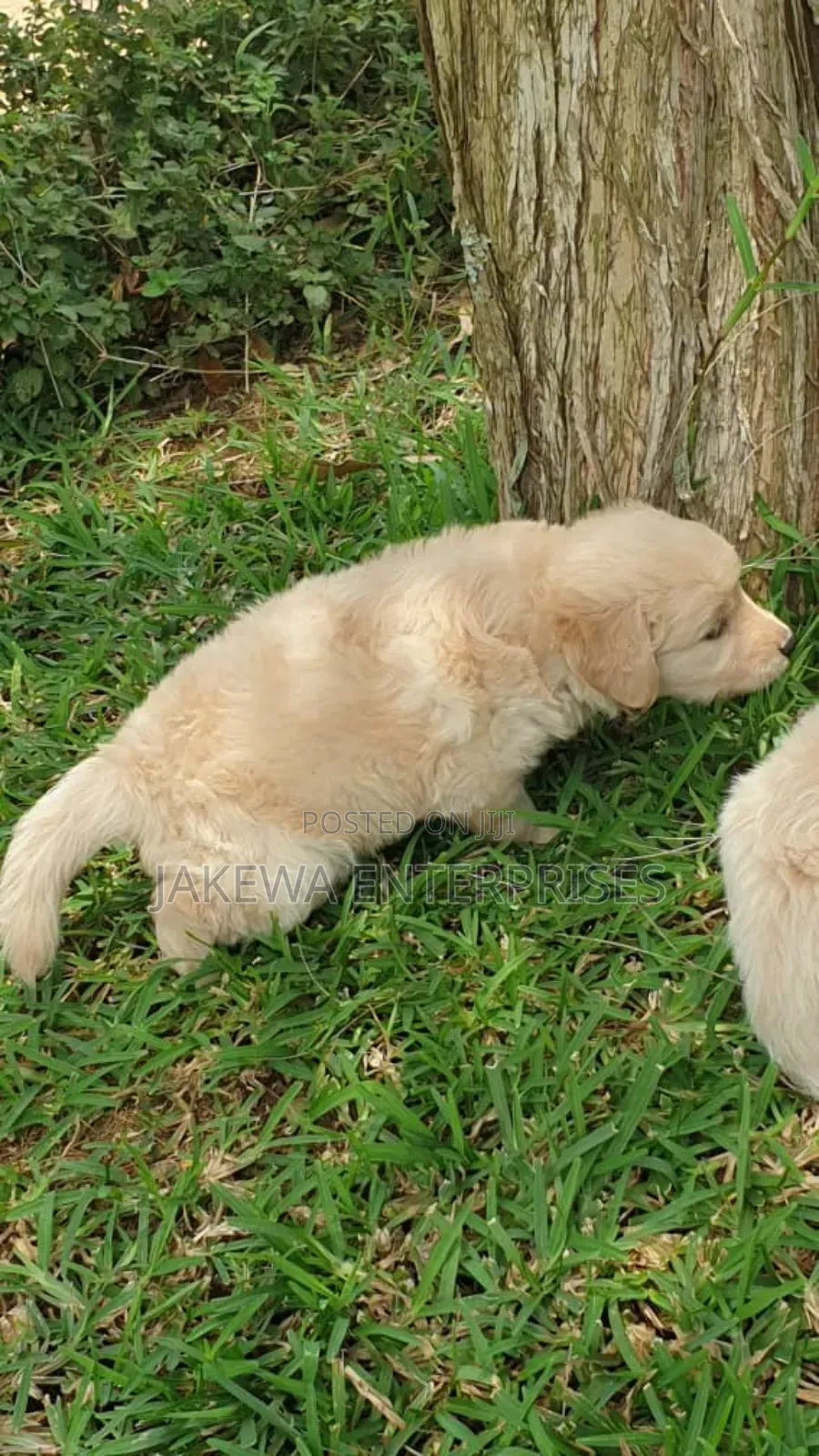 1-3 months Male Purebred Golden Retriever