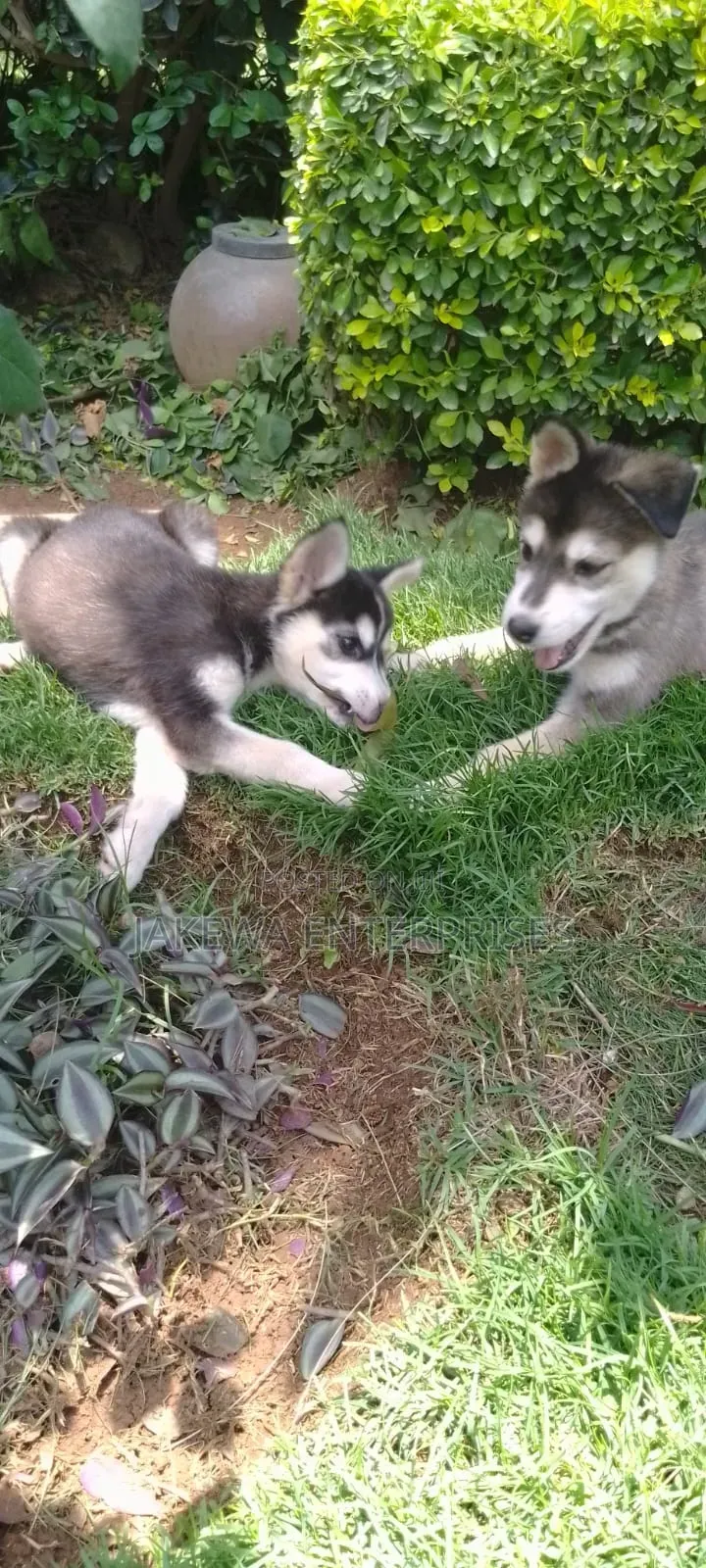 1-3 months Male Purebred Siberian Husky