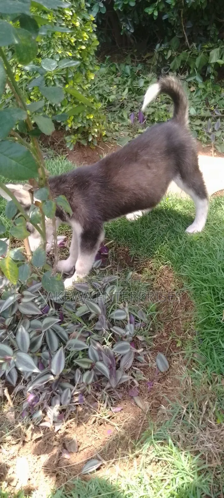1-3 months Female Purebred Siberian Husky