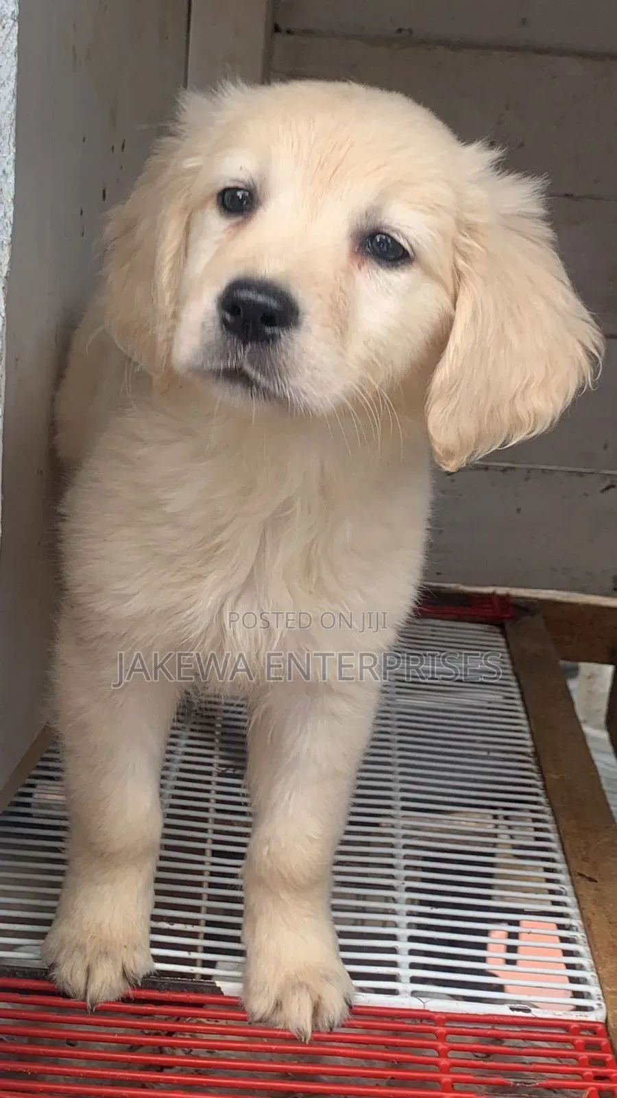 1-3 months Male Purebred Golden Retriever