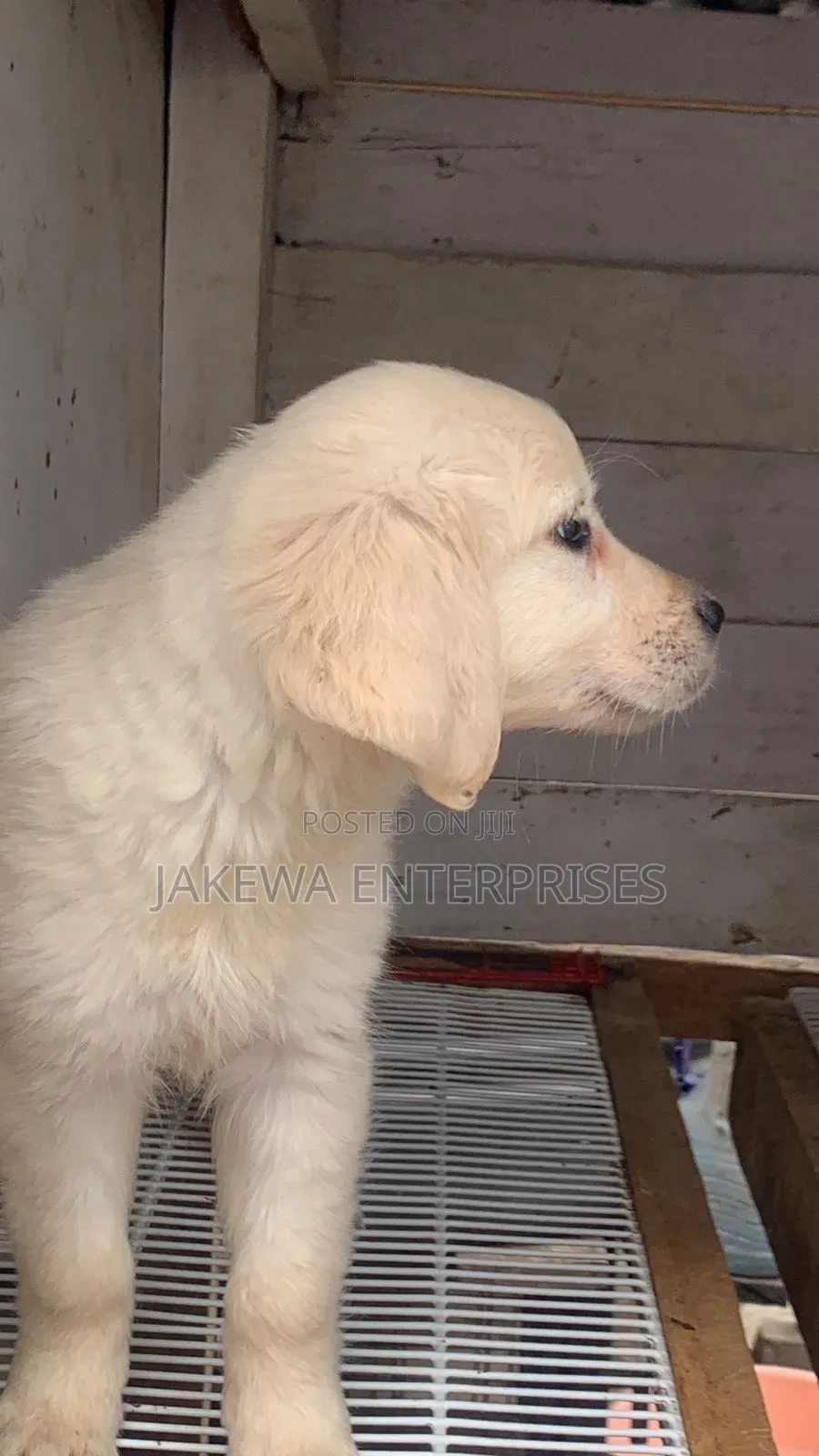 1-3 months Male Purebred Golden Retriever
