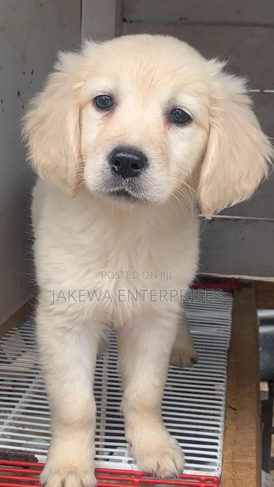 1-3 months Female Purebred Golden Retriever