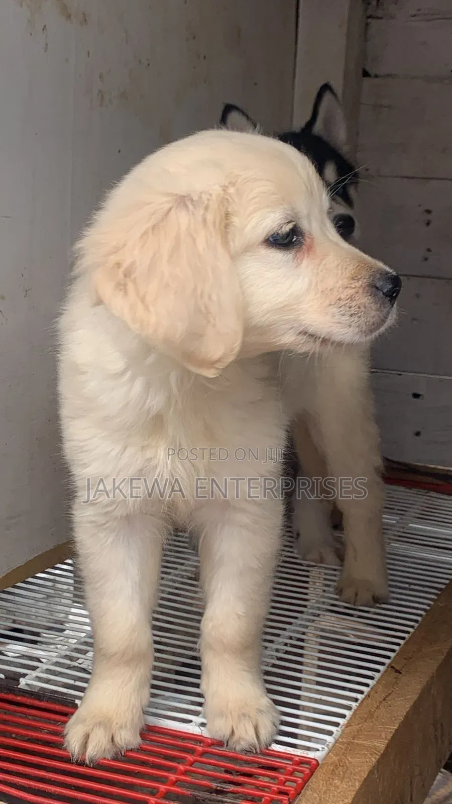 1-3 months Female Purebred Golden Retriever