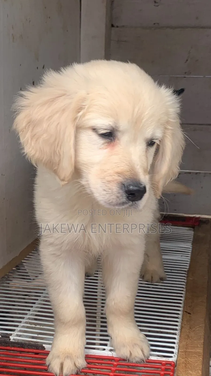1-3 months Male Purebred Golden Retriever