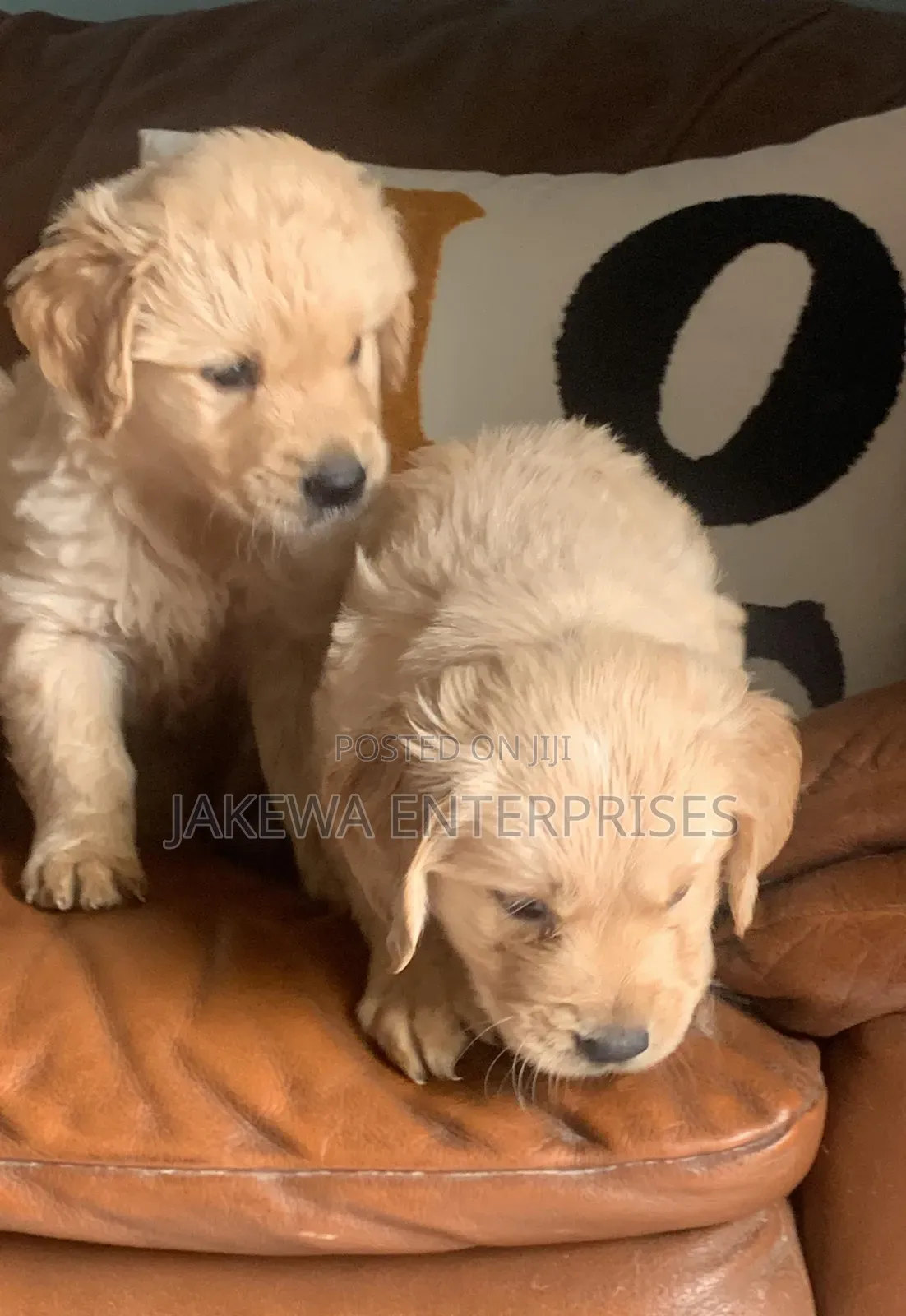 1-3 months Female Purebred Golden Retriever