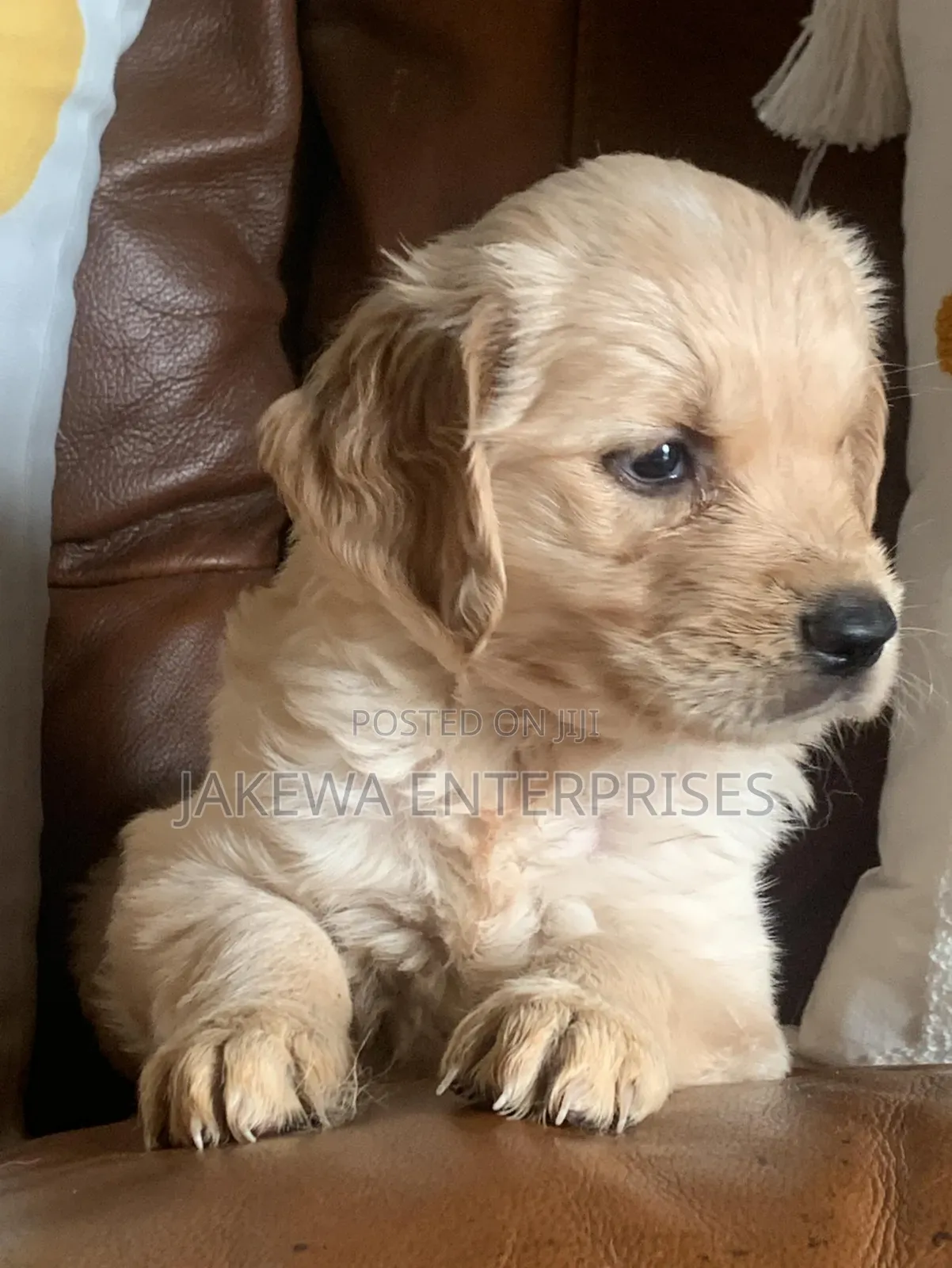 1-3 months Female Purebred Golden Retriever