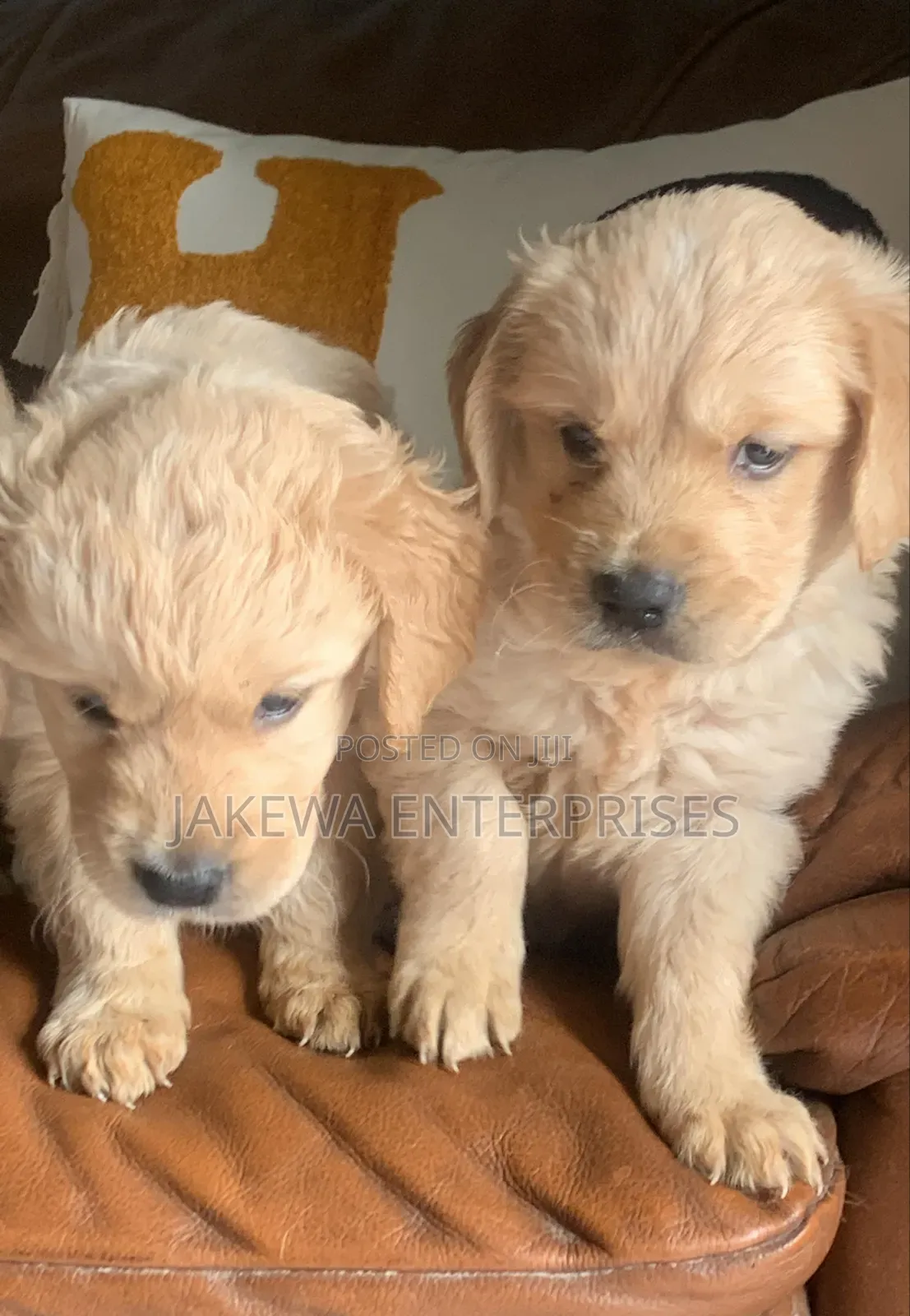 1-3 months Male Purebred Golden Retriever