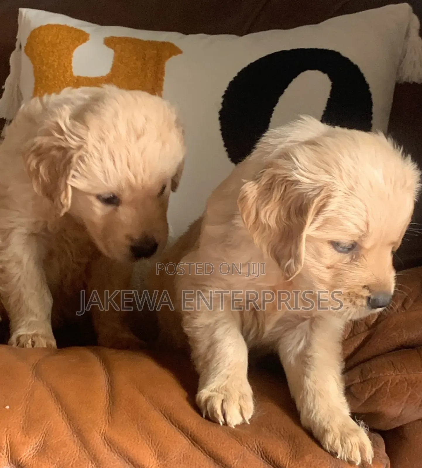 1-3 months Male Purebred Golden Retriever