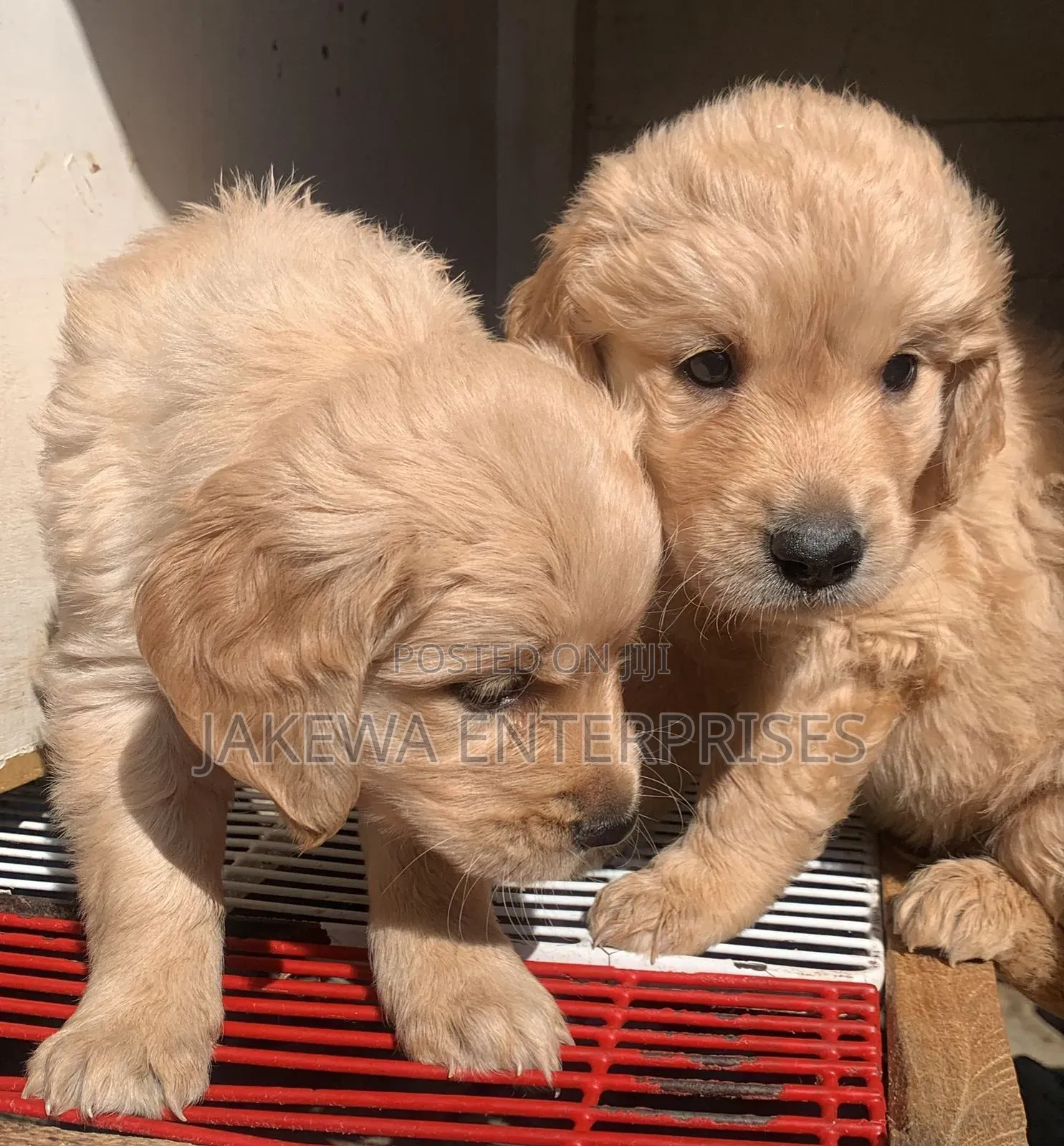 1-3 months Male Purebred Golden Retriever