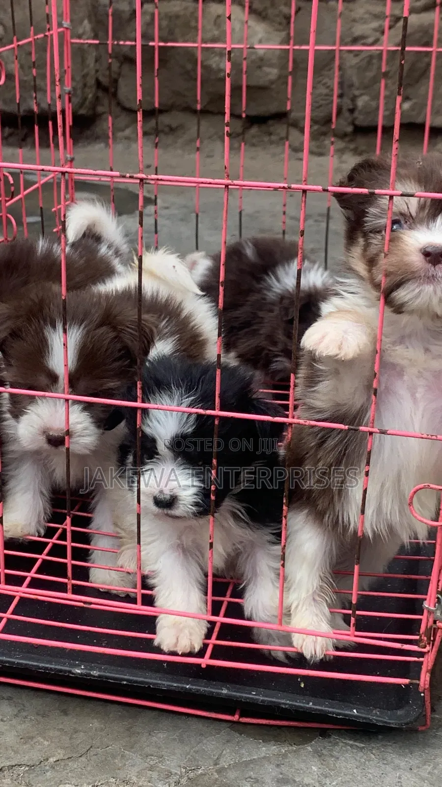 1-3 months Male Purebred Havanese
