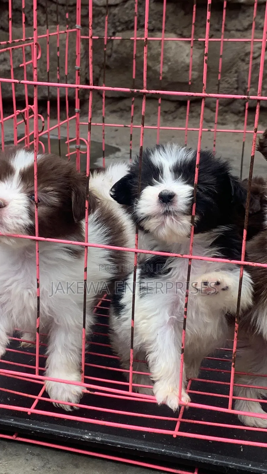 1-3 months Male Purebred Havanese