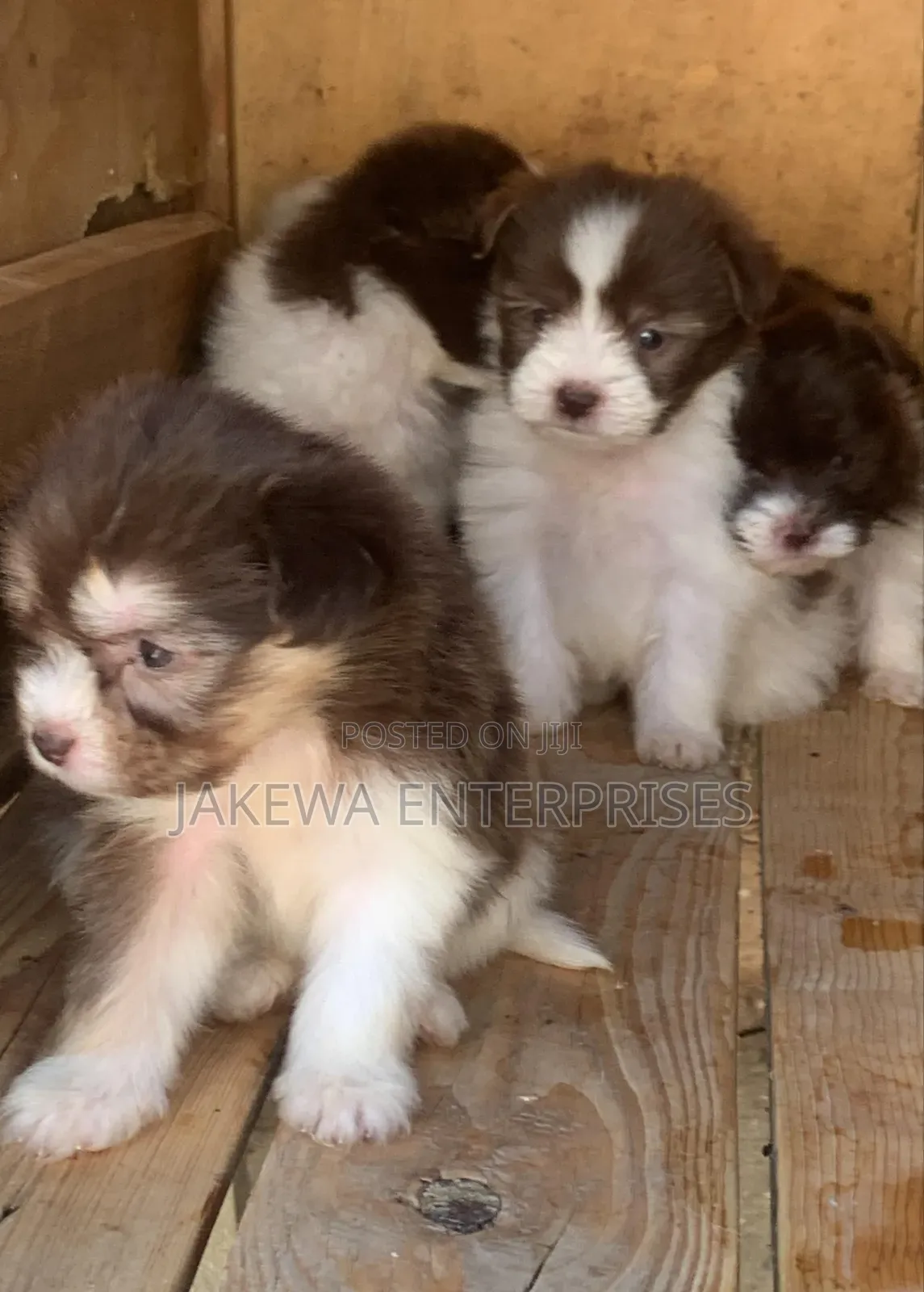 1-3 months Male Purebred Havanese