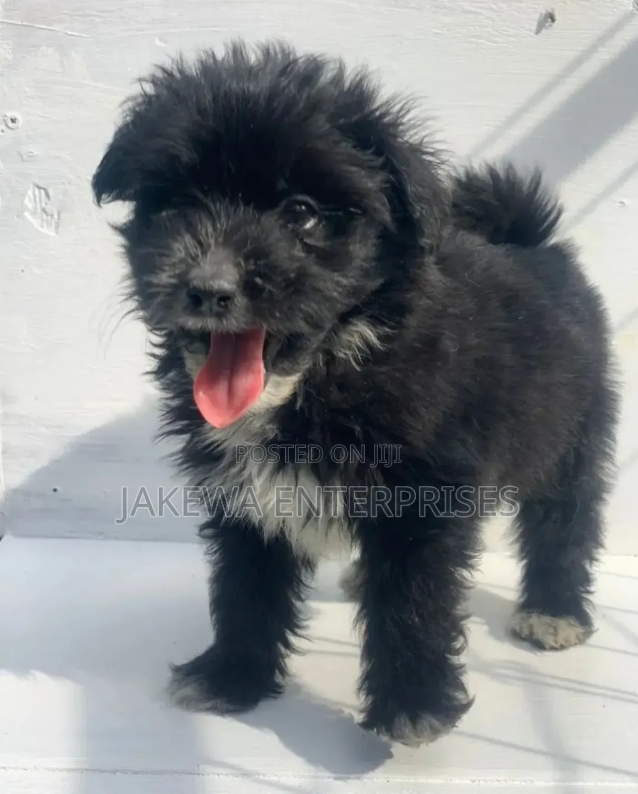 1-3 months Female Purebred Havanese