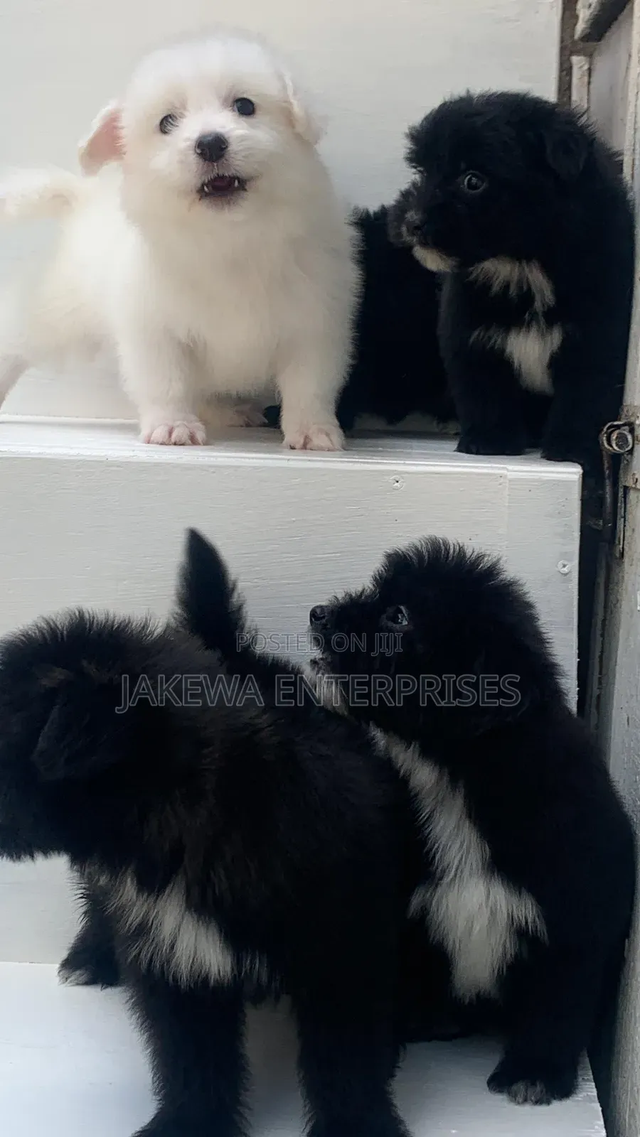 1-3 months Male Purebred Havanese