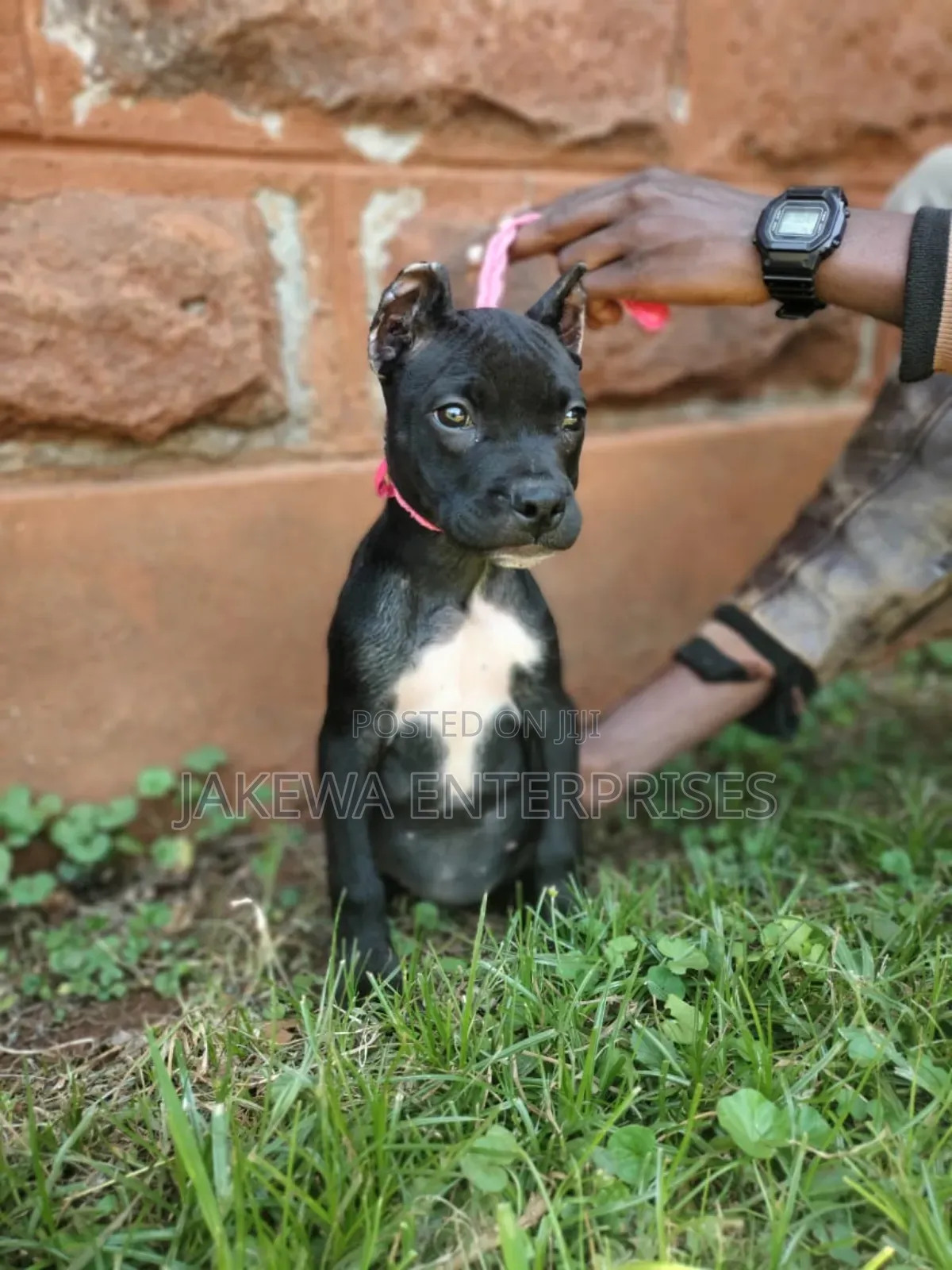 1-3 months Female Purebred American Pit Bull Terrier