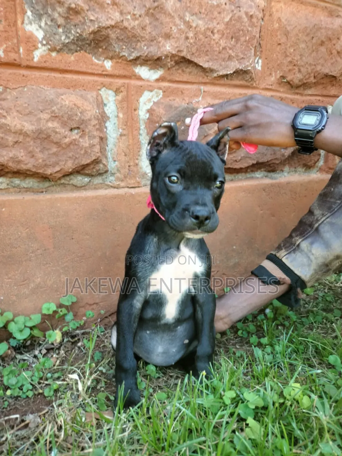 1-3 months Female Purebred American Pit Bull Terrier