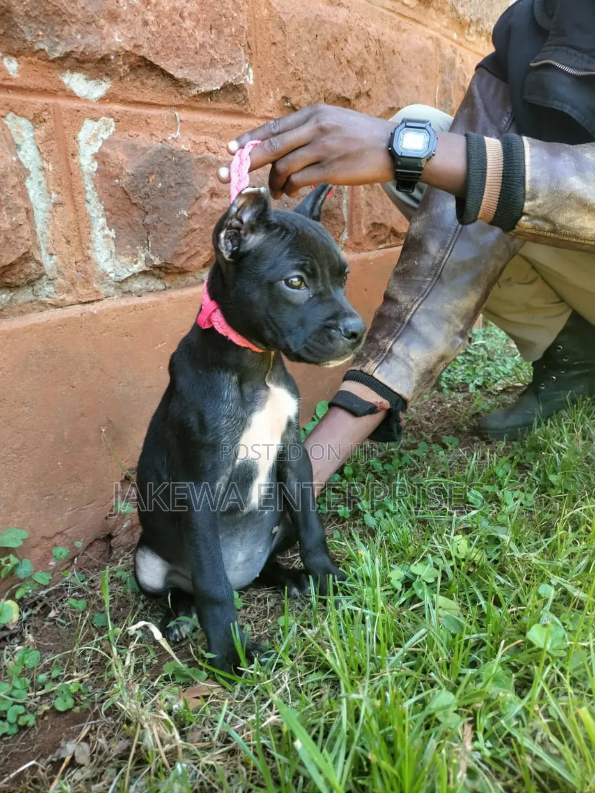 1-3 months Female Purebred American Pit Bull Terrier