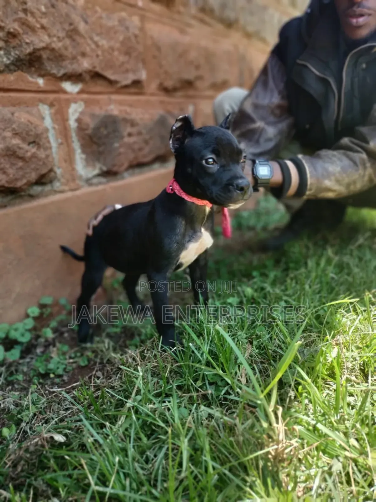 1-3 months Female Purebred American Pit Bull Terrier