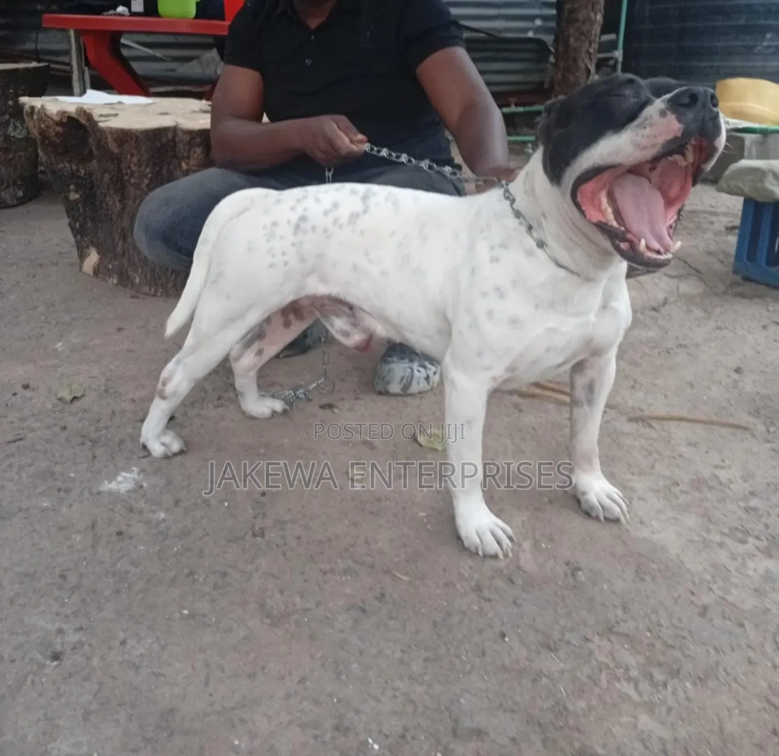 1-3 months Female Purebred American Pit Bull Terrier