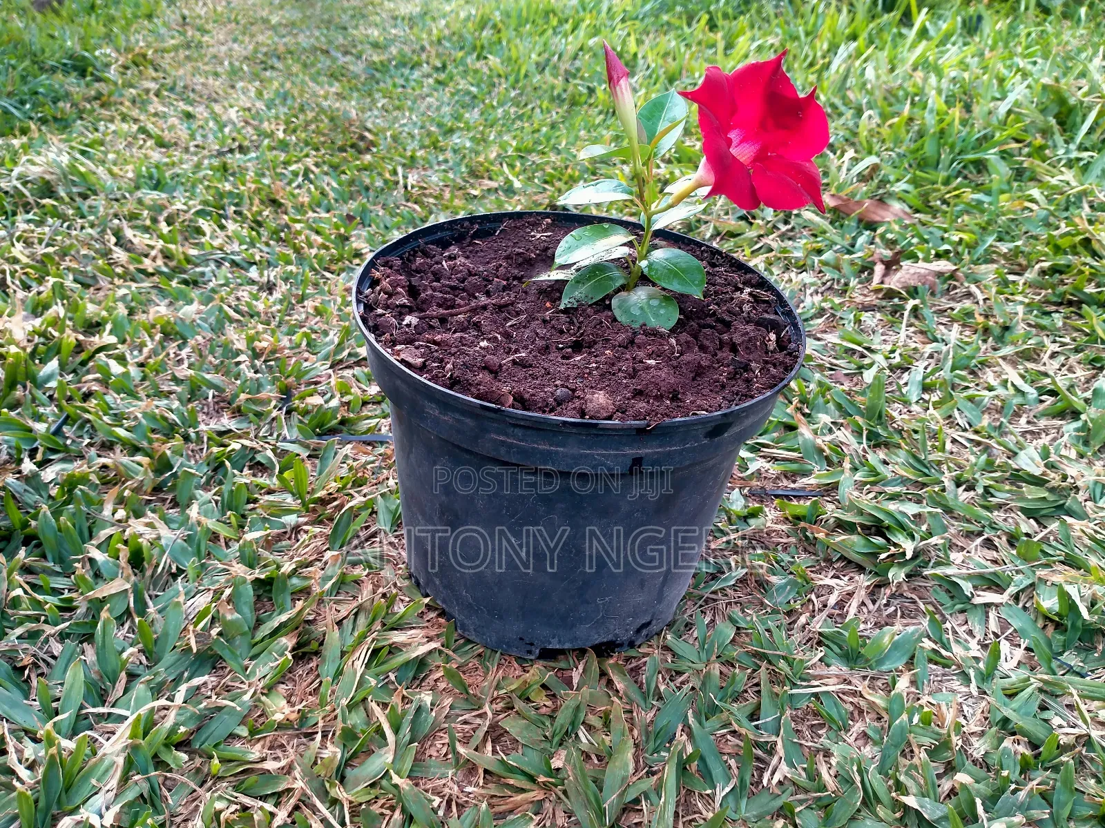 Planter Round Shaped