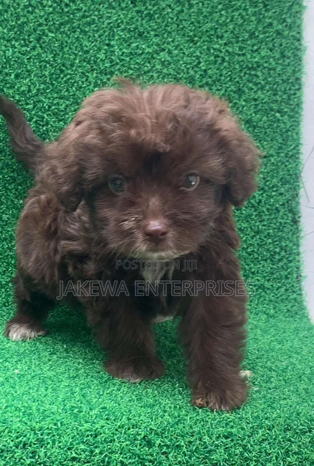 1-3 months Female Purebred Havanese