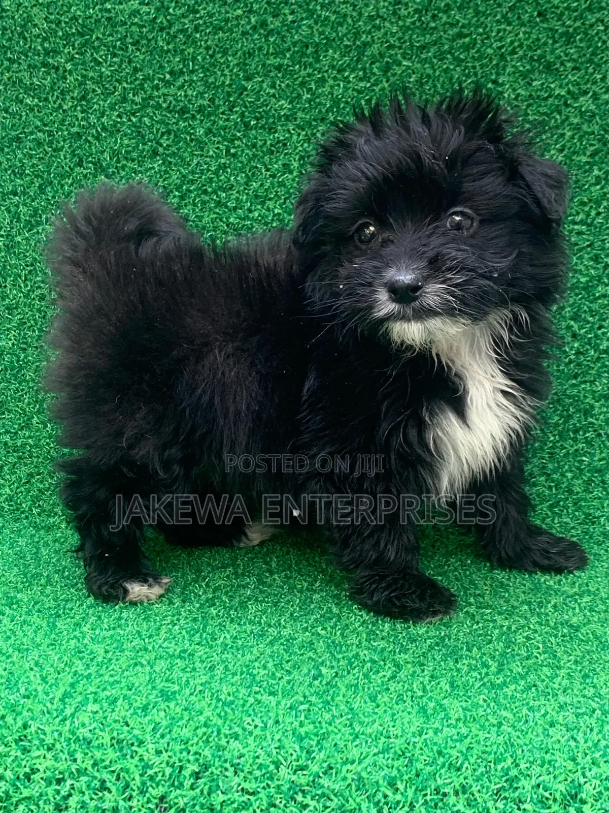 1-3 months Male Purebred Havanese