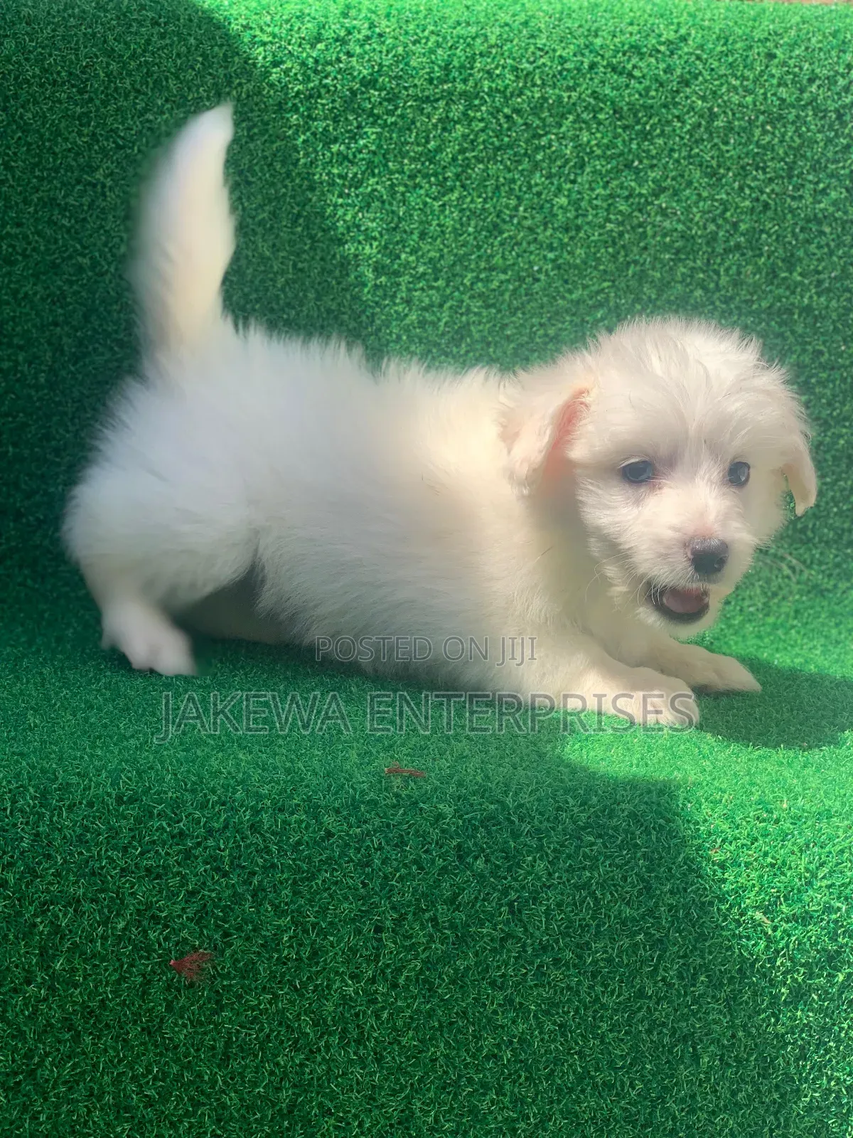 1-3 months Female Purebred Havanese