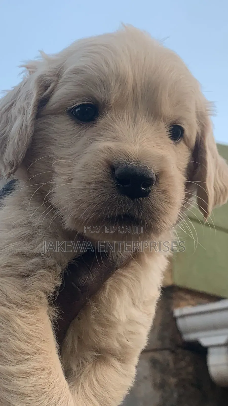 1-3 months Male Purebred Golden Retriever