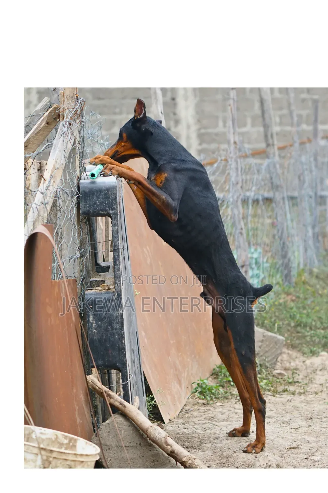 6-12 months Male Purebred Doberman Pinscher