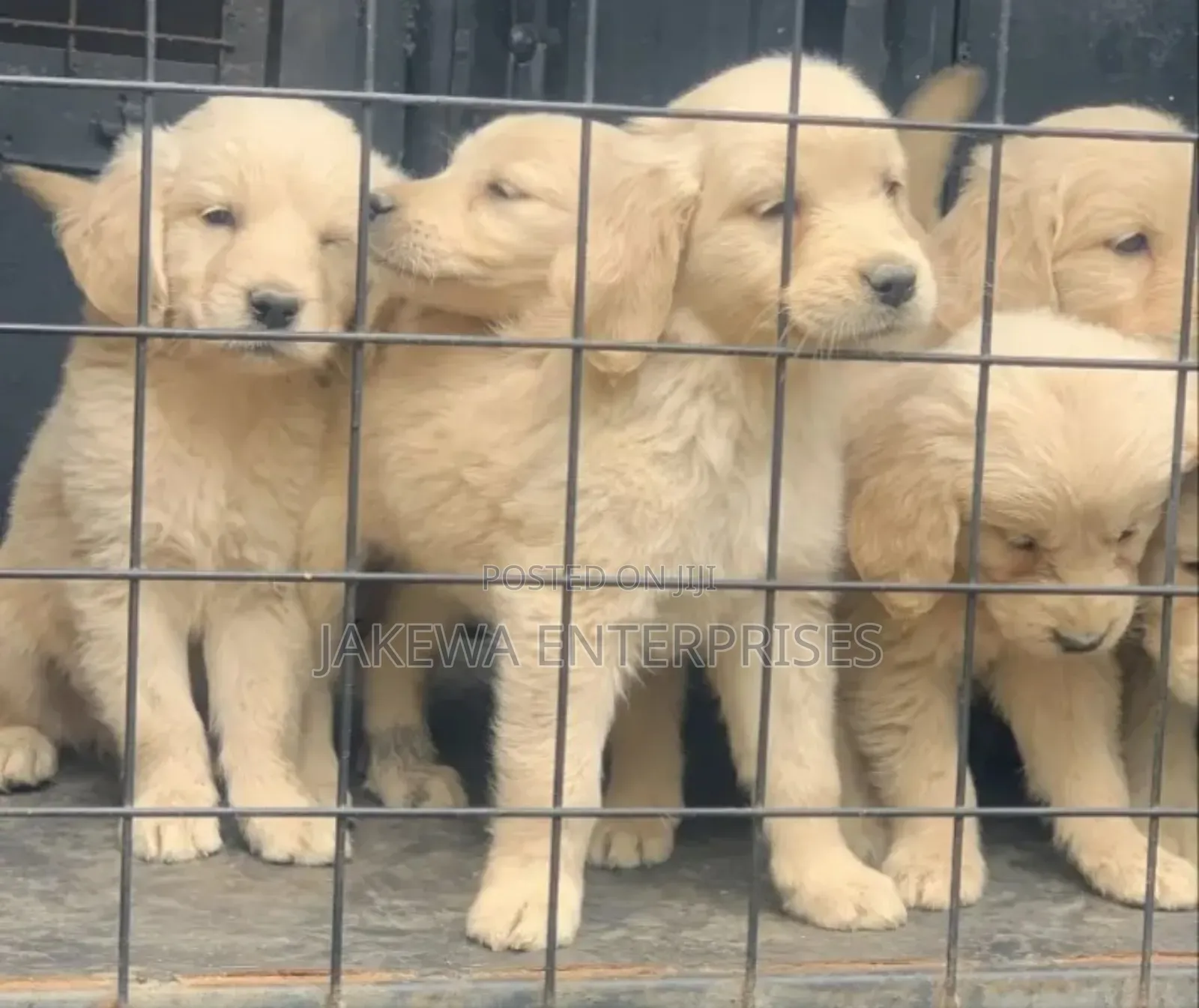 1-3 months Female Purebred Golden Retriever