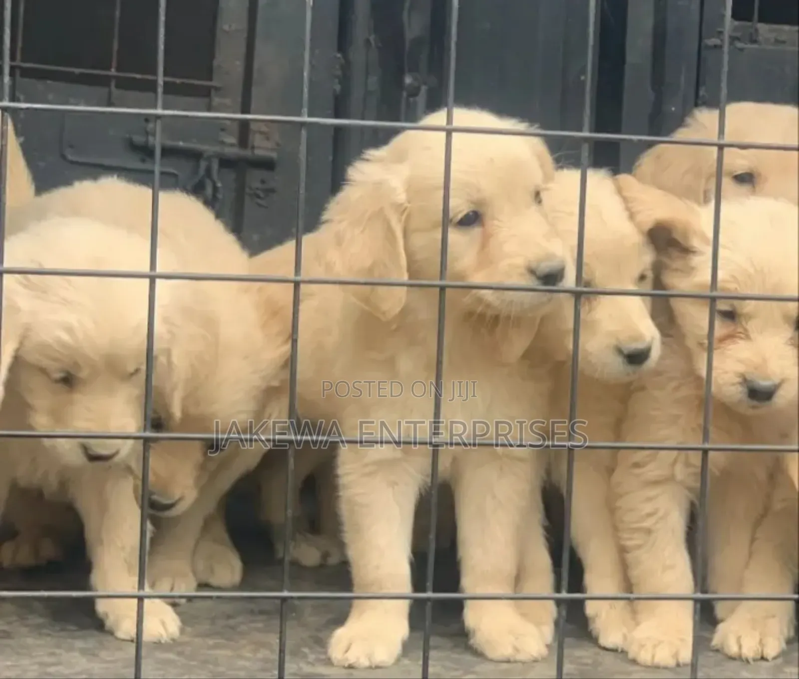 1-3 months Male Purebred Golden Retriever