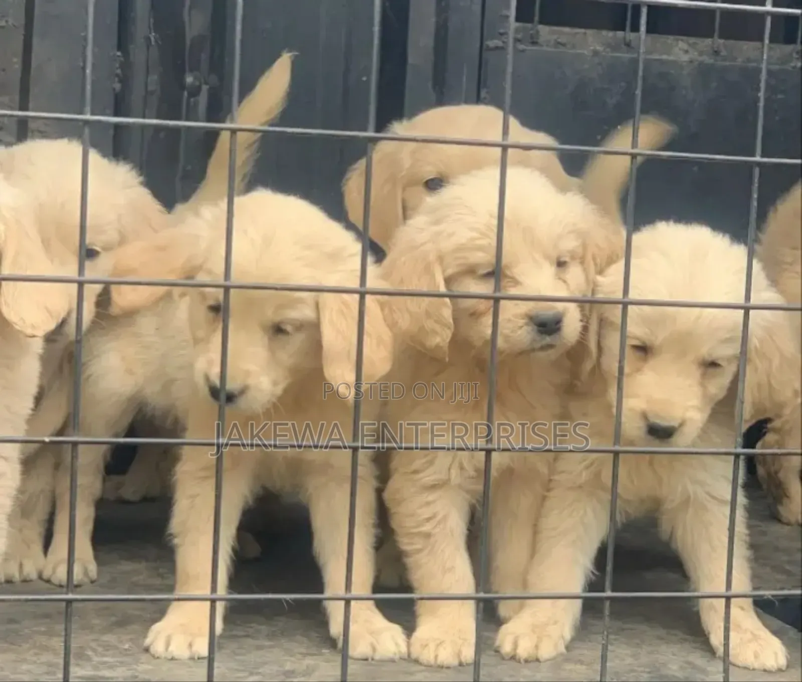 1-3 months Female Purebred Golden Retriever