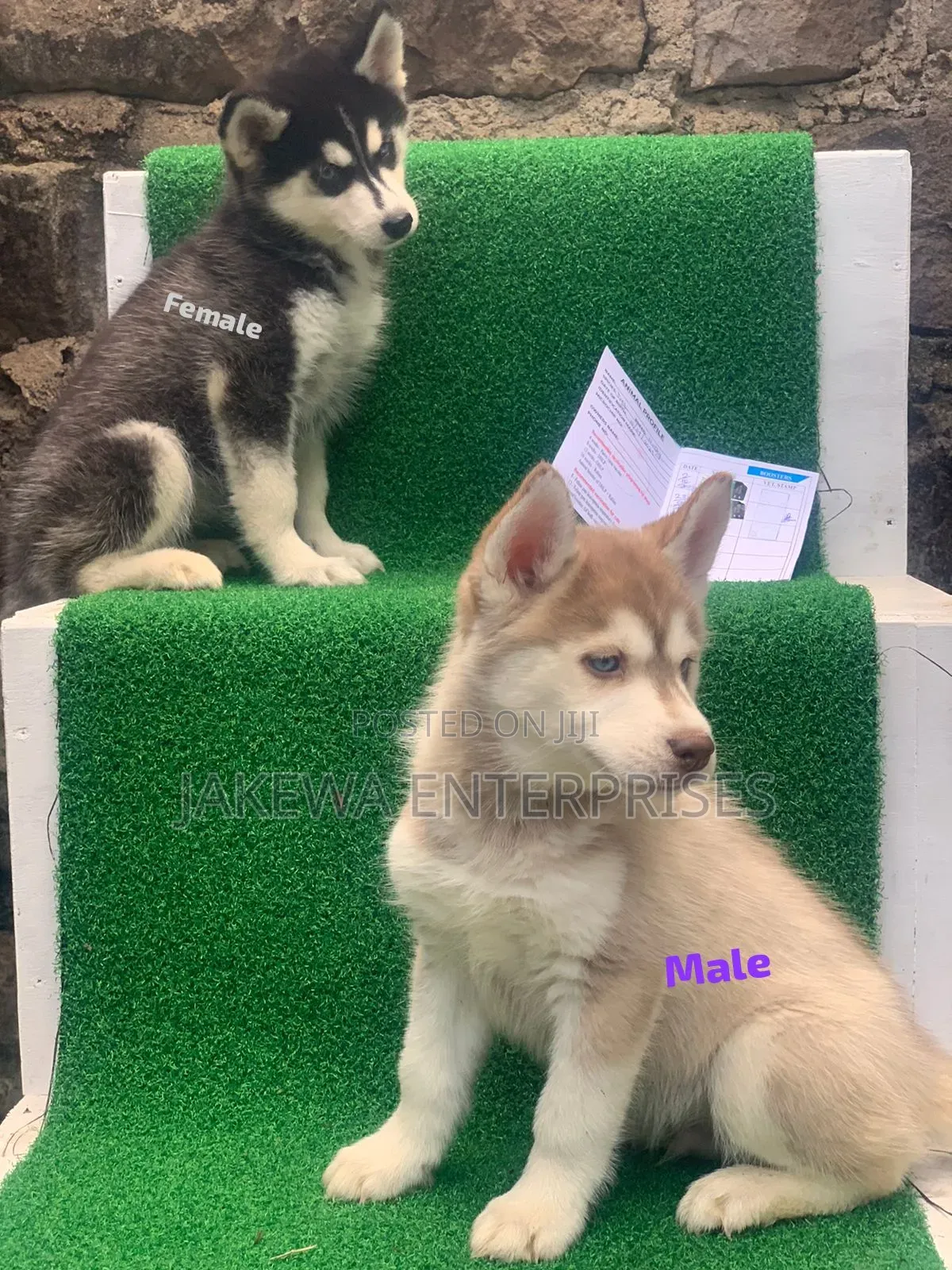 1-3 months Male Purebred Siberian Husky
