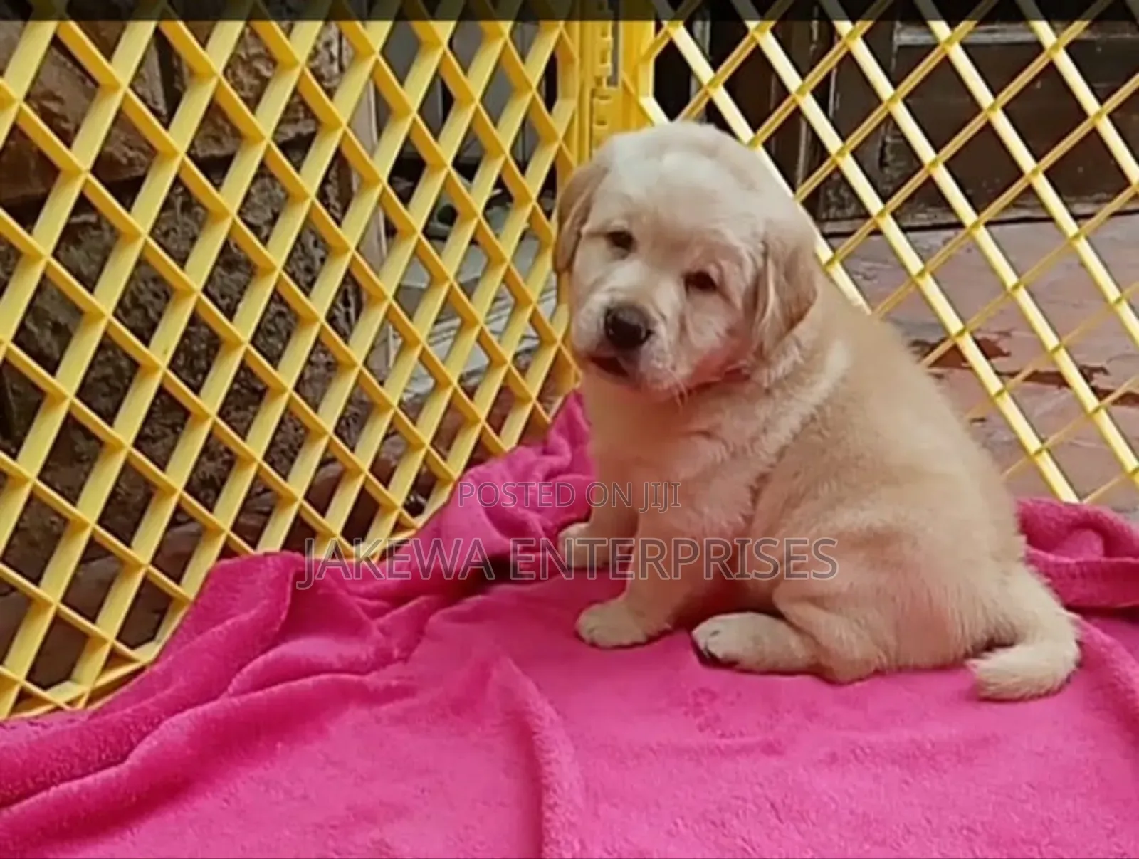 1-3 months Male Purebred Labrador Retriever
